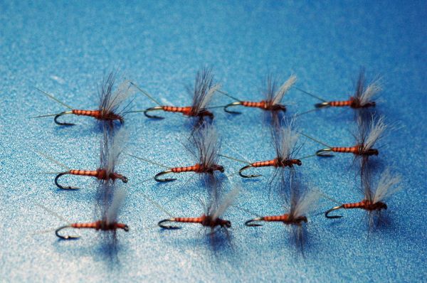 Red-bellied mayfly Solaxudan, set of 12