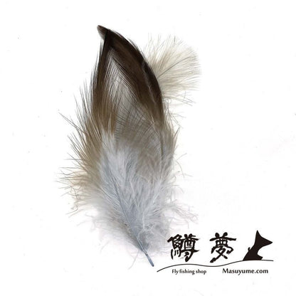 Eagle Marabou Vulthur Gryphus