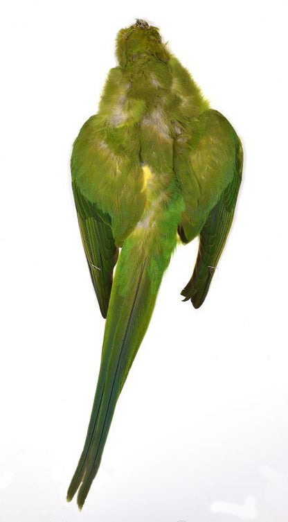 CANAL Indian Rose-necked Parakeet