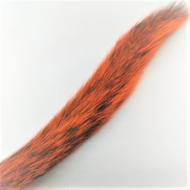 Squirrel Tail