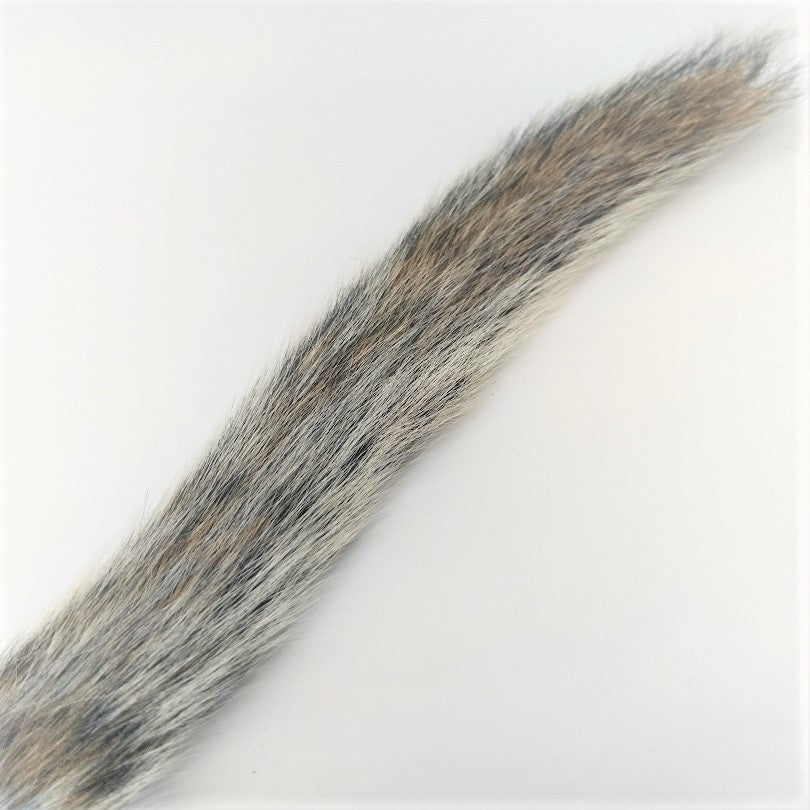 Squirrel Tail