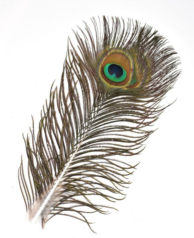 CANAL Peacock Eye S