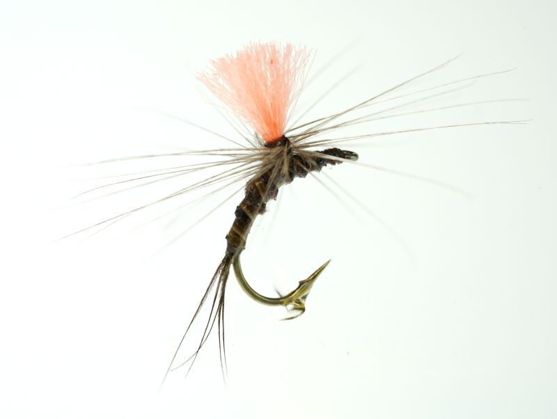 Naoto Shibuya Brown Parachute