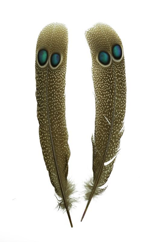 CANAL Peacock Phesant Double Eye