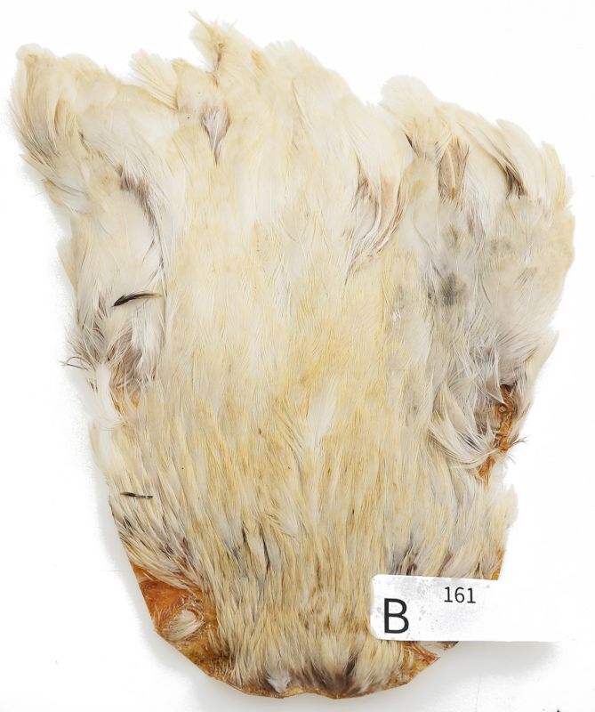 India Hen Neck B151-B200