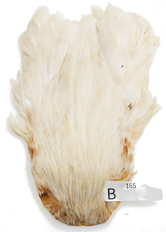 India Hen Neck B151-B200