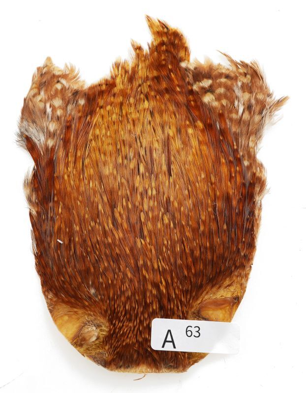 India Cock Neck Cape A51-A100